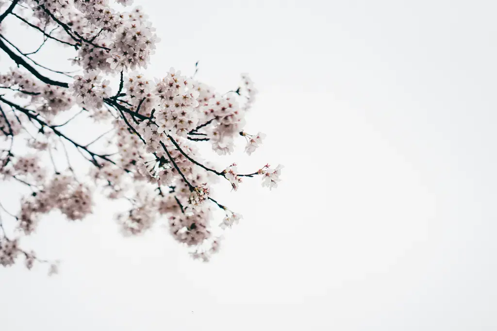 Trudon蠟燭：奢華香氛的代名詞