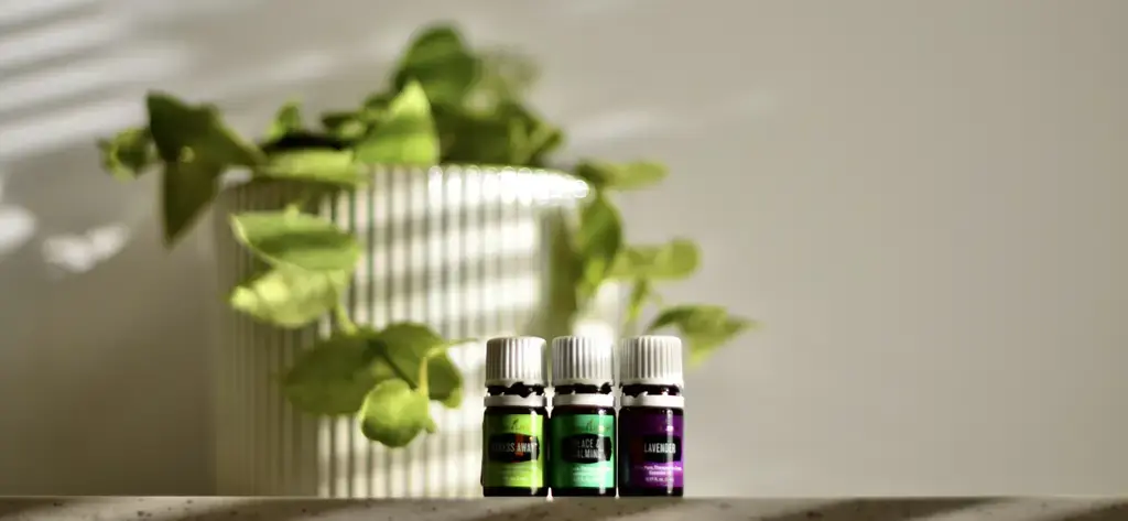 Chloe北國雪松：台灣香氛愛好者必備的夢幻逸品